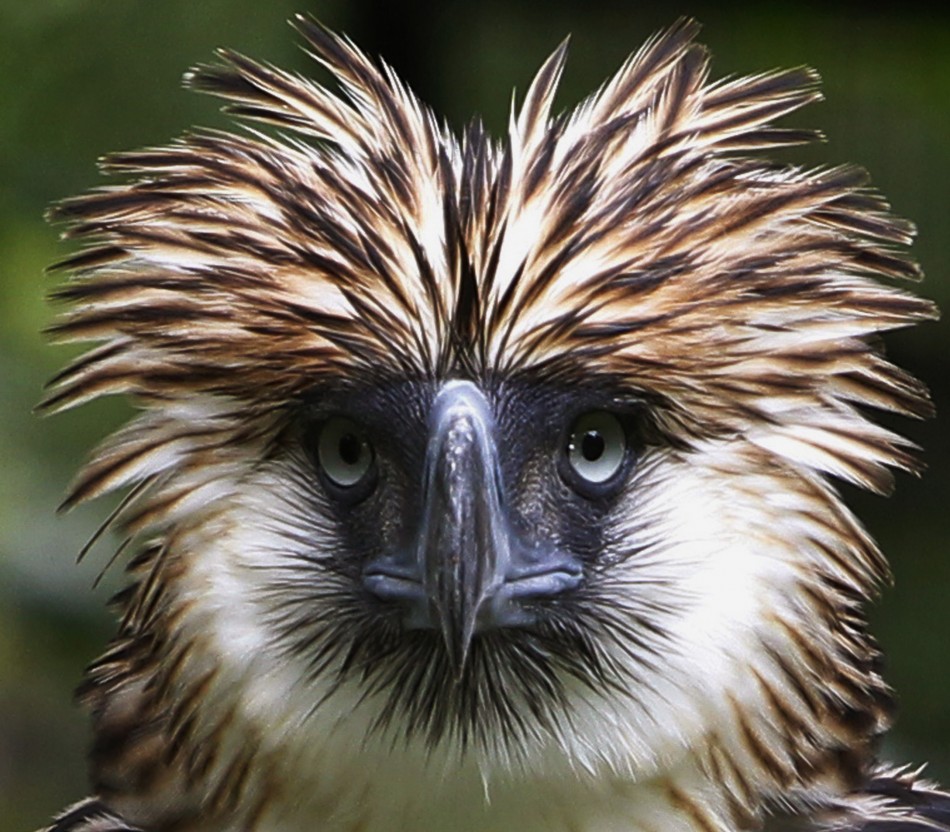save nature animal The Philippine Eagle