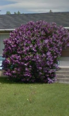 Kansas Gardener Reblooming Lilac