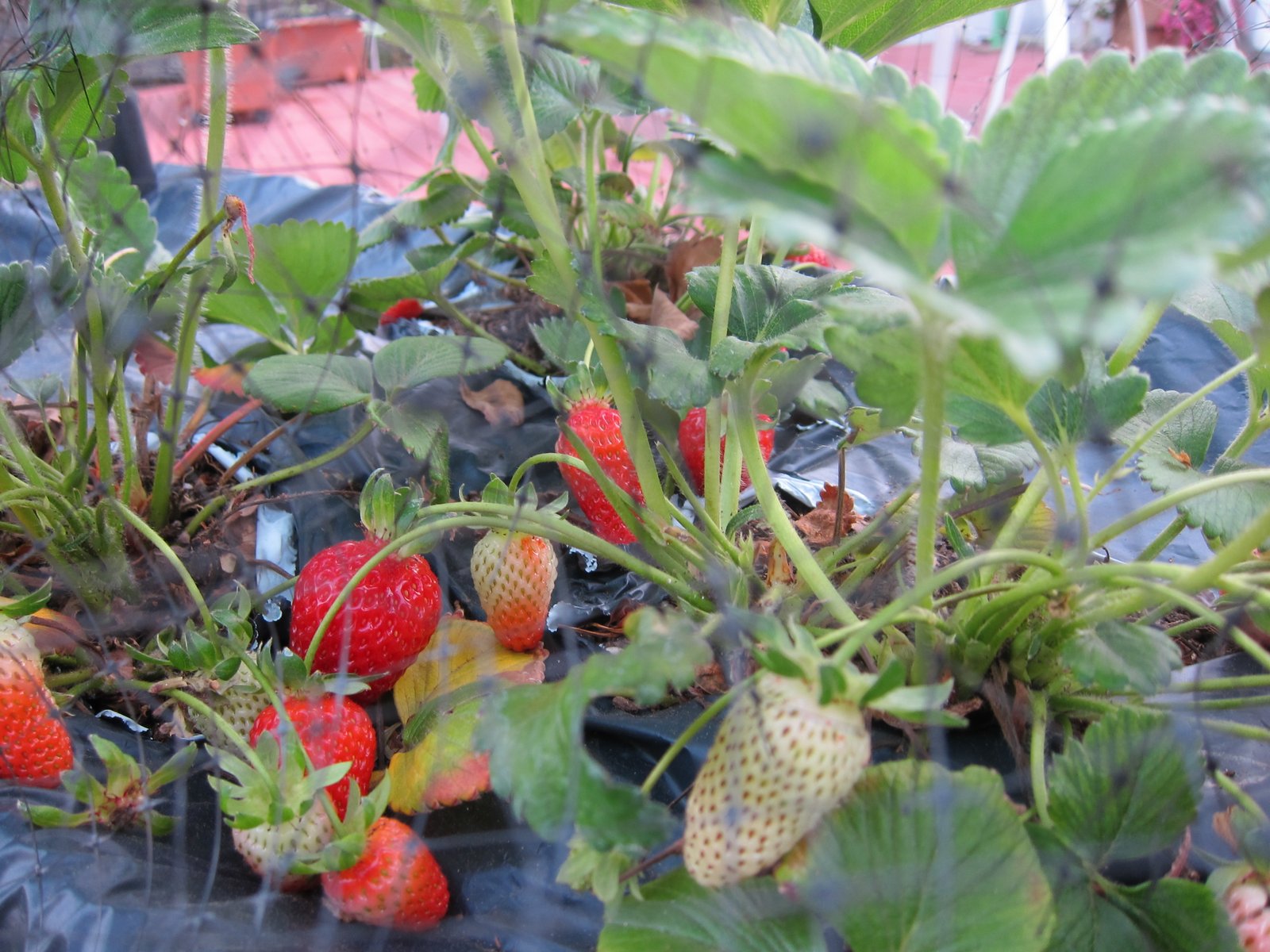 WholeFoodVegan Albion Strawberries