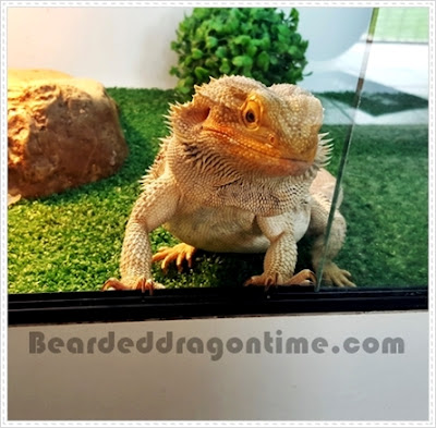 Take care bearded dragons