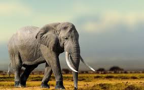 wild-animal wild-animal
