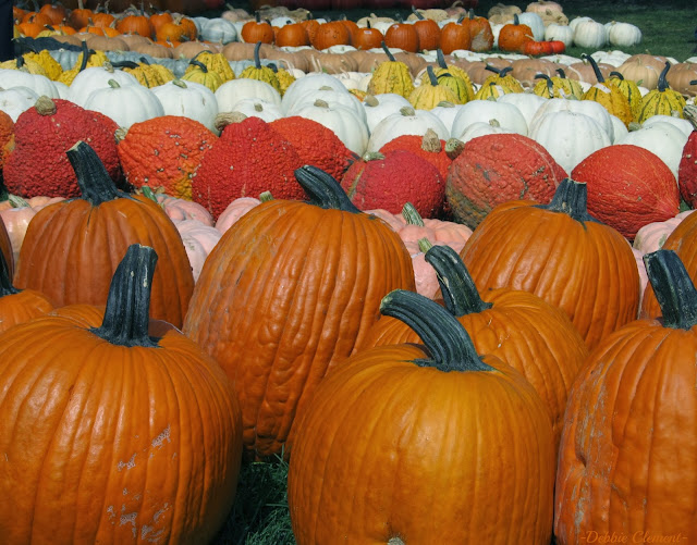 Pumpkin farm parade of Harvest via RainbowsWithinReach