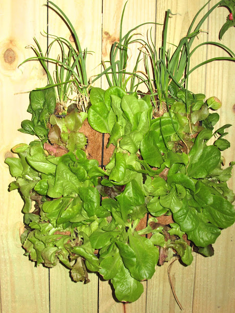 Lettuce growing on wall