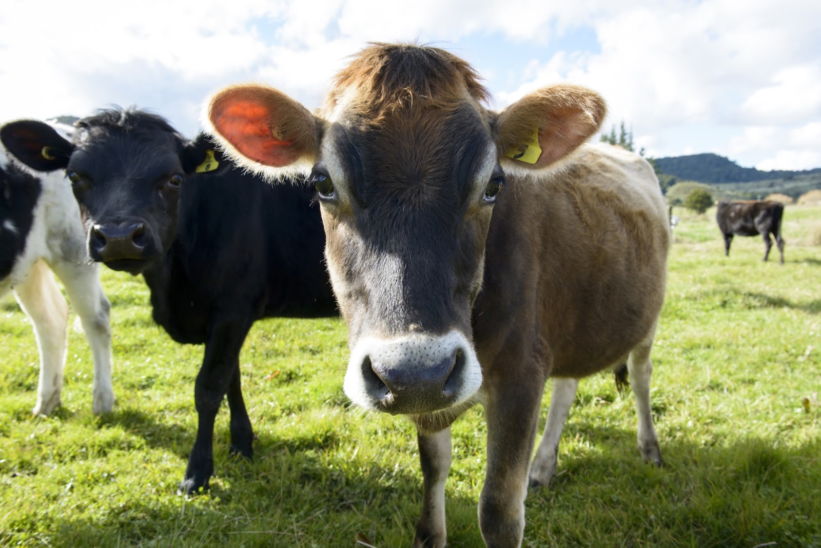 Adventuring New Zealand Cows!