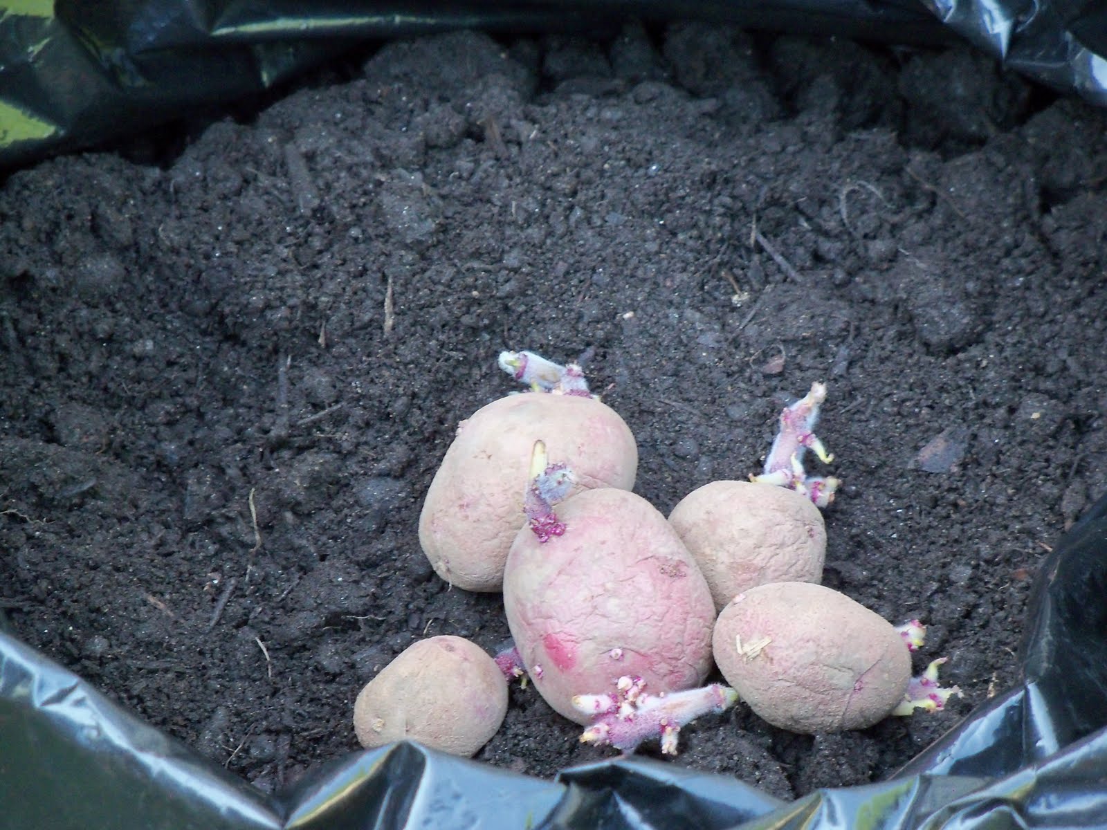 Navigating Domesticity Growing Potatoes in a Garbage Bag An Experiment