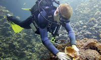 Más del 70 % del mayor arrecife de coral de Japón murió en 2016