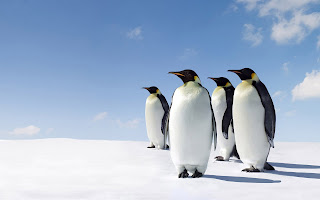 Wallpaper met pinguins in de sneeuw