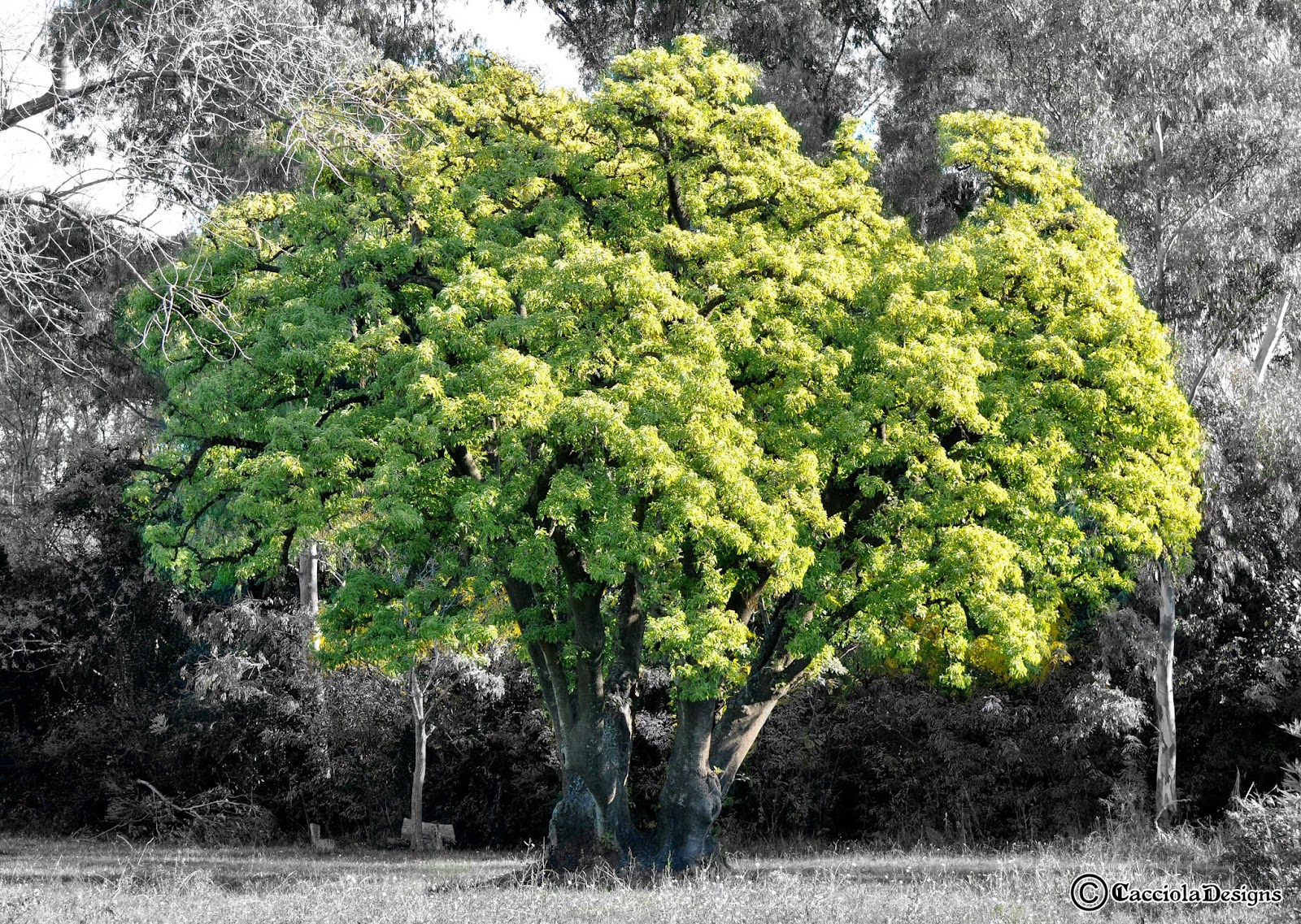 Horizonte Ferroviario Estación Arroyo de la Cruz