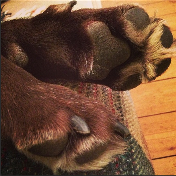 Me and my shadow Paws Outdoors Walkies in the Woods