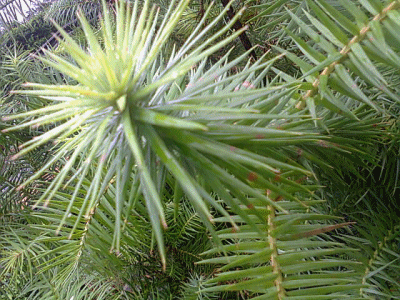 DAFTAR HARGA TANAMAN: Tanaman Langka Okaria kuning