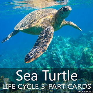 Montessori-Inspired Sea Turtle Life Cycle 3-Part Cards