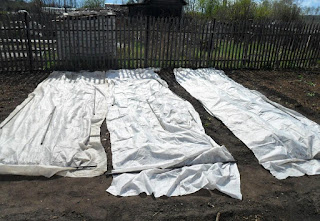 Укрытая от заморозков клубника Укрытая от заморозков клубника