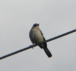 ICABird: Mockingbirds Finches Kingbirds and Goldfinches