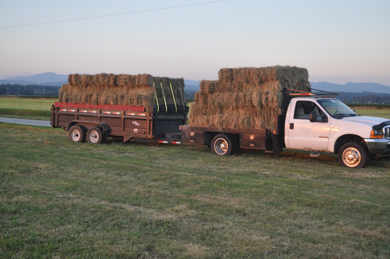 meat How I buy hay and hay prices