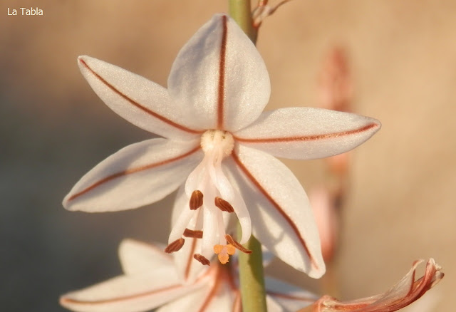 La flor del gamoncillo