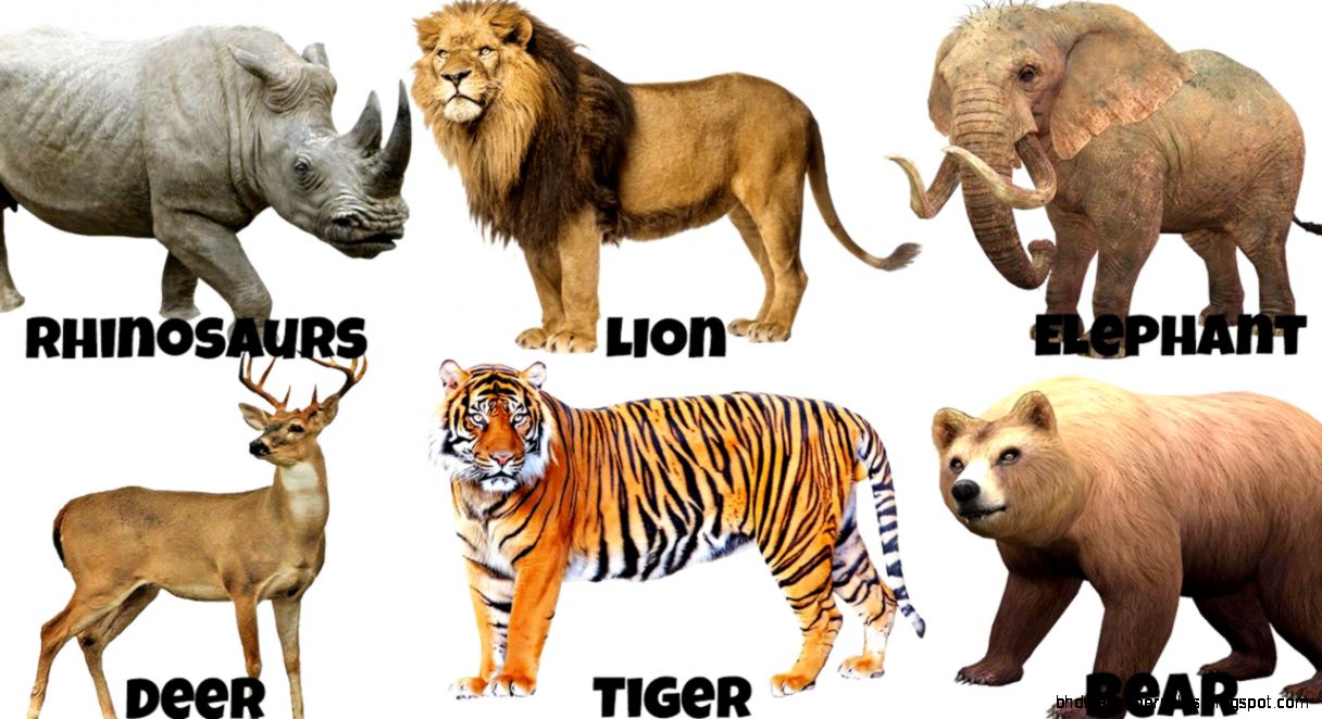 Learning Animals Sounds And Names For Children Kids And Babies