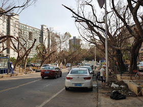 damaged trees on Shuiwan Road after Typhoon Hato in Zhuhai