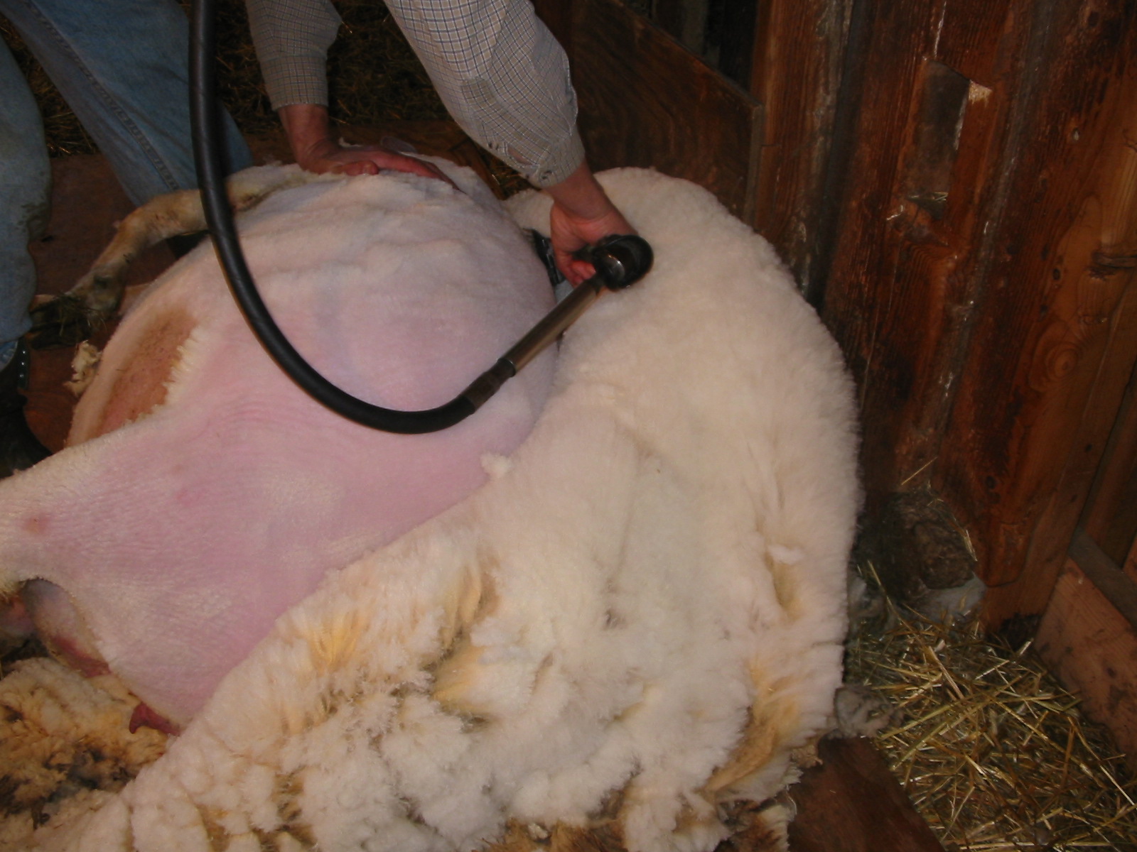 Knee Deep in Sheep: In Which There is Rampant Nudity!