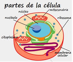 Las partes principales de las células.