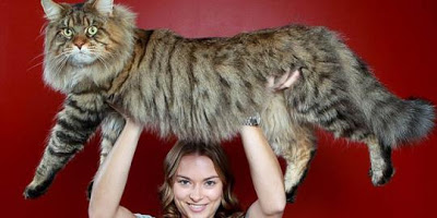 Kucing Mega Raksasa Kucing Terbesar di Dunia