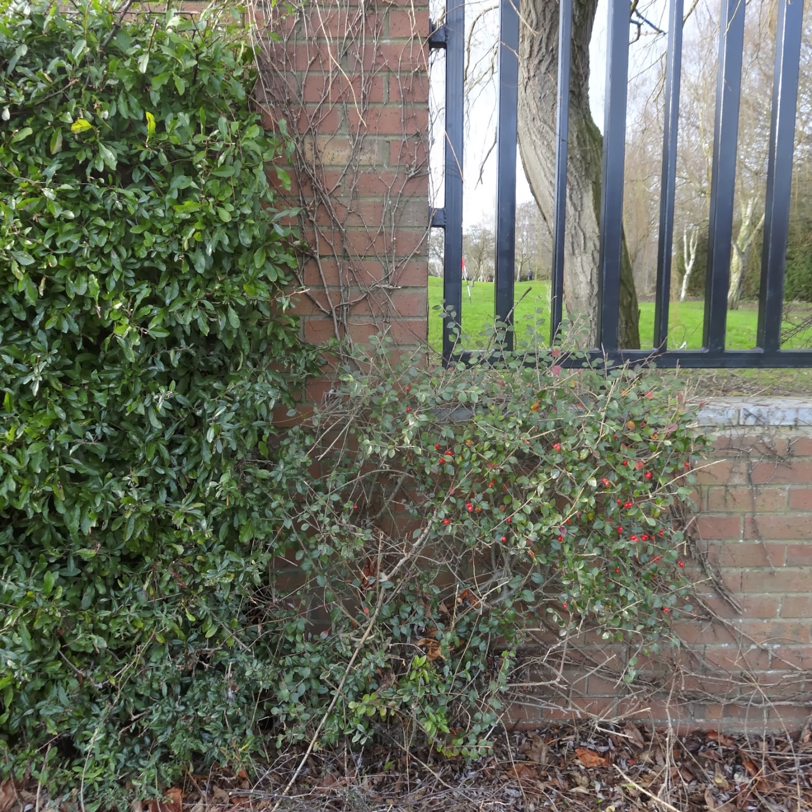 Garden Photo Of The Day 2016