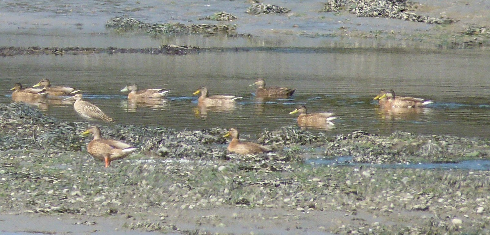 Kerry Birding: American Black Duck