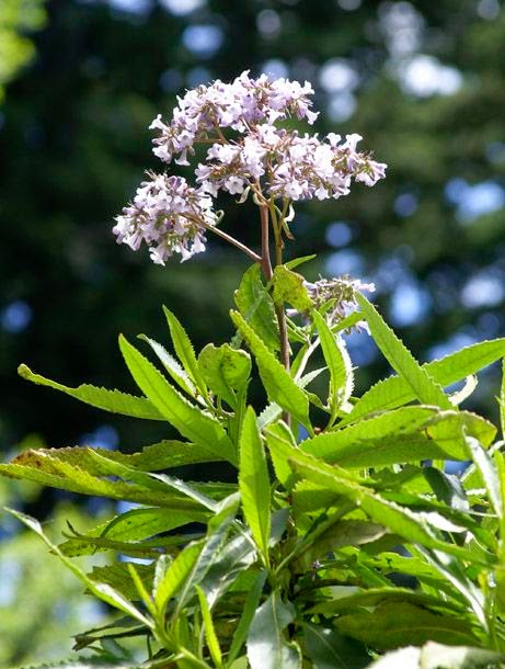 Eriodictyon californicum - Yerba Santa