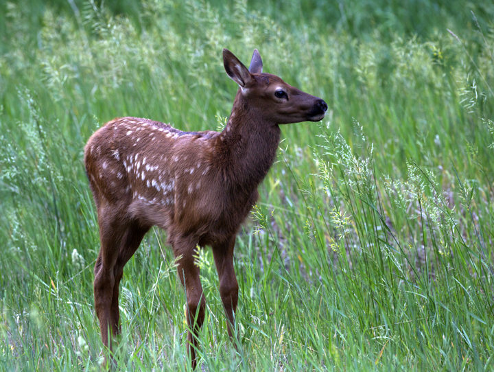 Ken Papaleo X Marks the Shot Elk calves, Evergreen, Colorado.