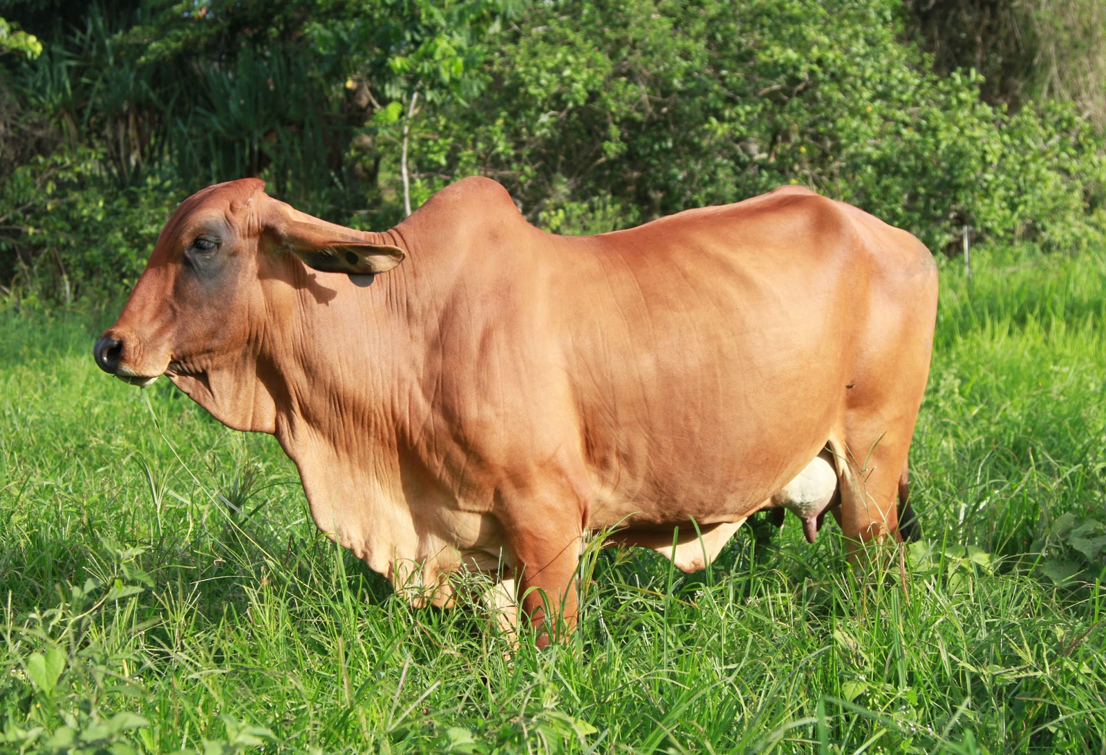 Lindley Park Brahmans Stud Cows