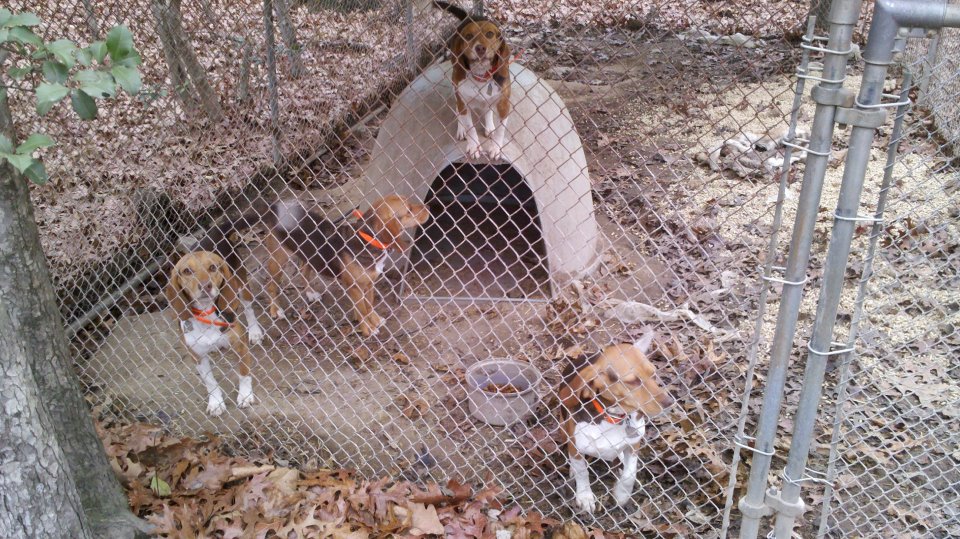 Perfect Ten Kennels RedClay Beagles