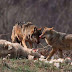 Λύκοι κατασπαράσσουν κοπάδια σε χωριά της  Παραμυθιάς...