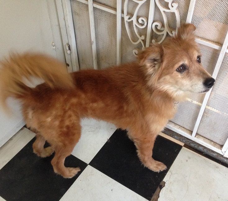 Marc Valdez log Emerald The Dog