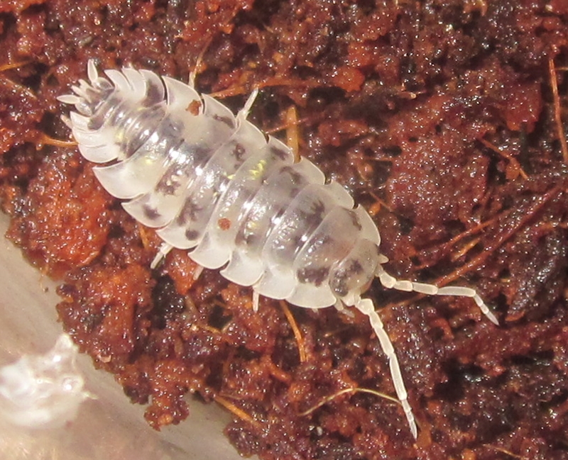 Hisserdude's Isopods DalOniscus%25236