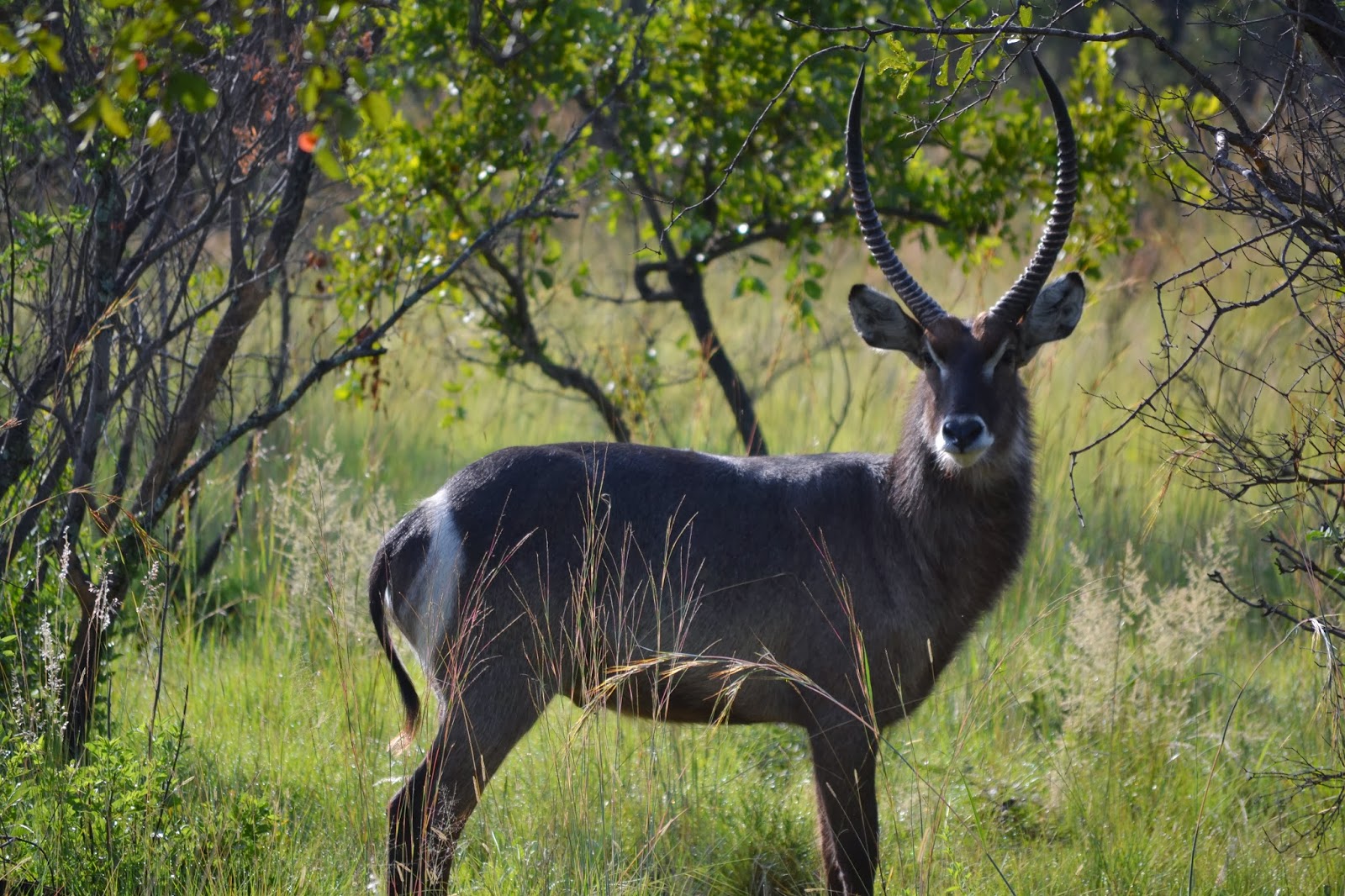 Water buck in the veld