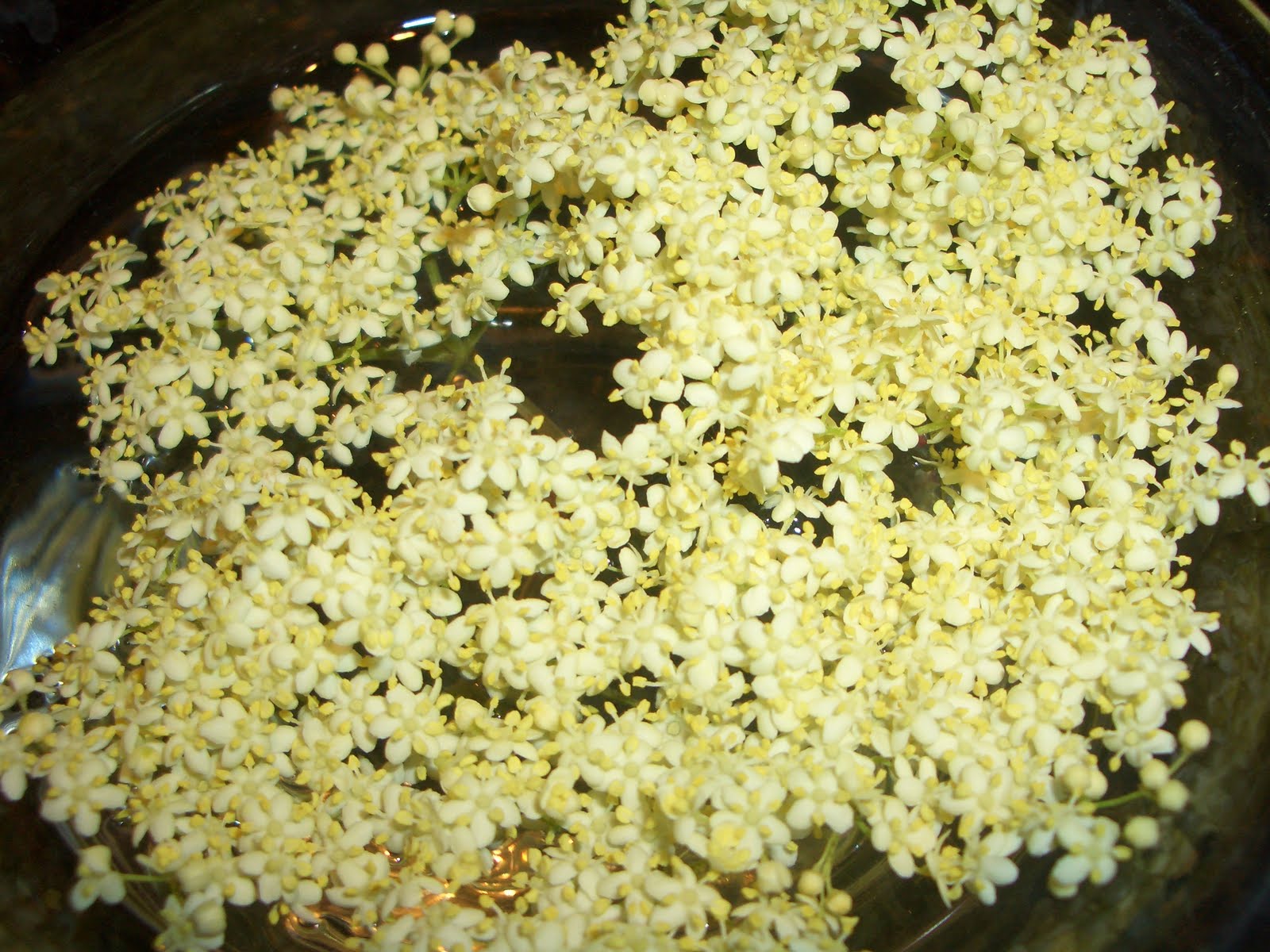 Holunderblüten ~ Gelee mit Pinot Noir — Verboten Gut