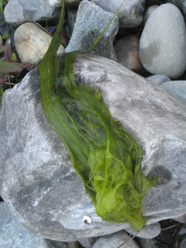 From the Pondlady's Pad Filamentous Algae aka Blanketweed aka String Algae