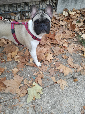 Petsitting bouledogue francais