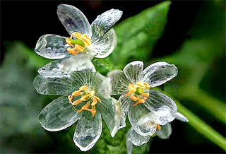 Flor esqueleto - flor de pétalas de vidro - Diphylleia grayi - 1