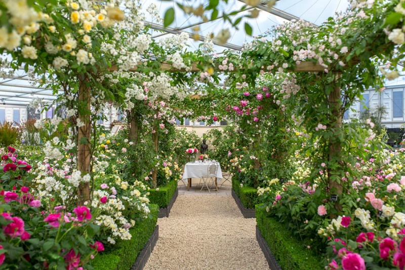 Las rosas de David Austin en RHS Chelsea Flower Show 2017 - Guia de jardin