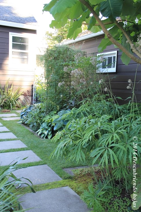 Descubriendo hojas: Danger garden (Jardín peligroso)...continuación #