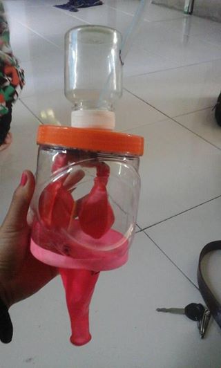 Alat Peraga Sistem Pernapasan Pada Manusia - Perumperindo.co.id