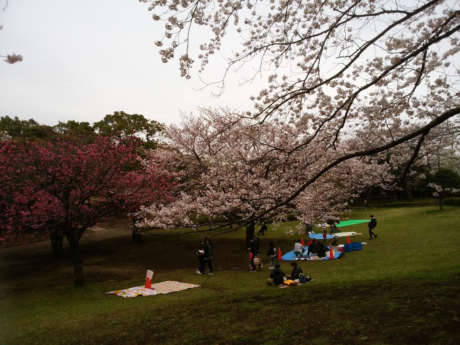 ミッフィーのあれこれ 岸根公園でお花見 ミッフィーのあれこれ 岸根公園でお花見