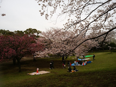 無料ダウンロード 岸根 公園 花見 118213