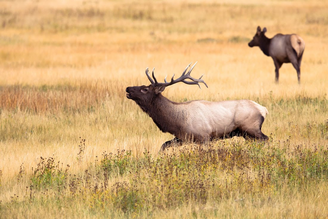 The Regal and Graceful Yellowstone Elk Peter Noah Thomas