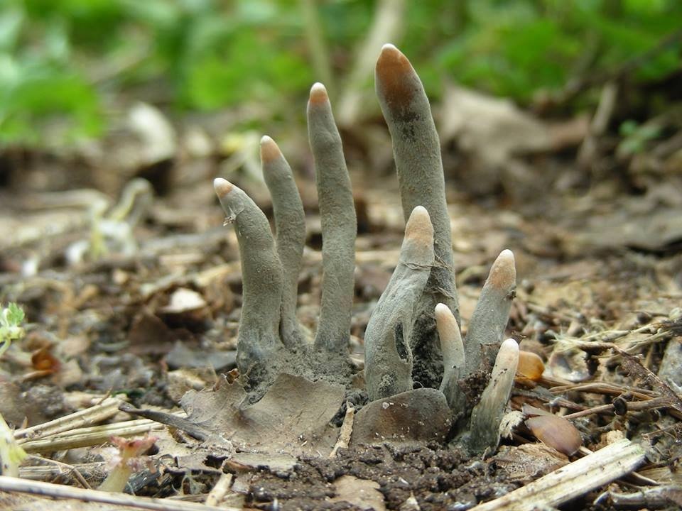 TYWKIWDBI (&quot;TaiWikiWidbee&quot;) &quot;Dead man�s fingers&quot;