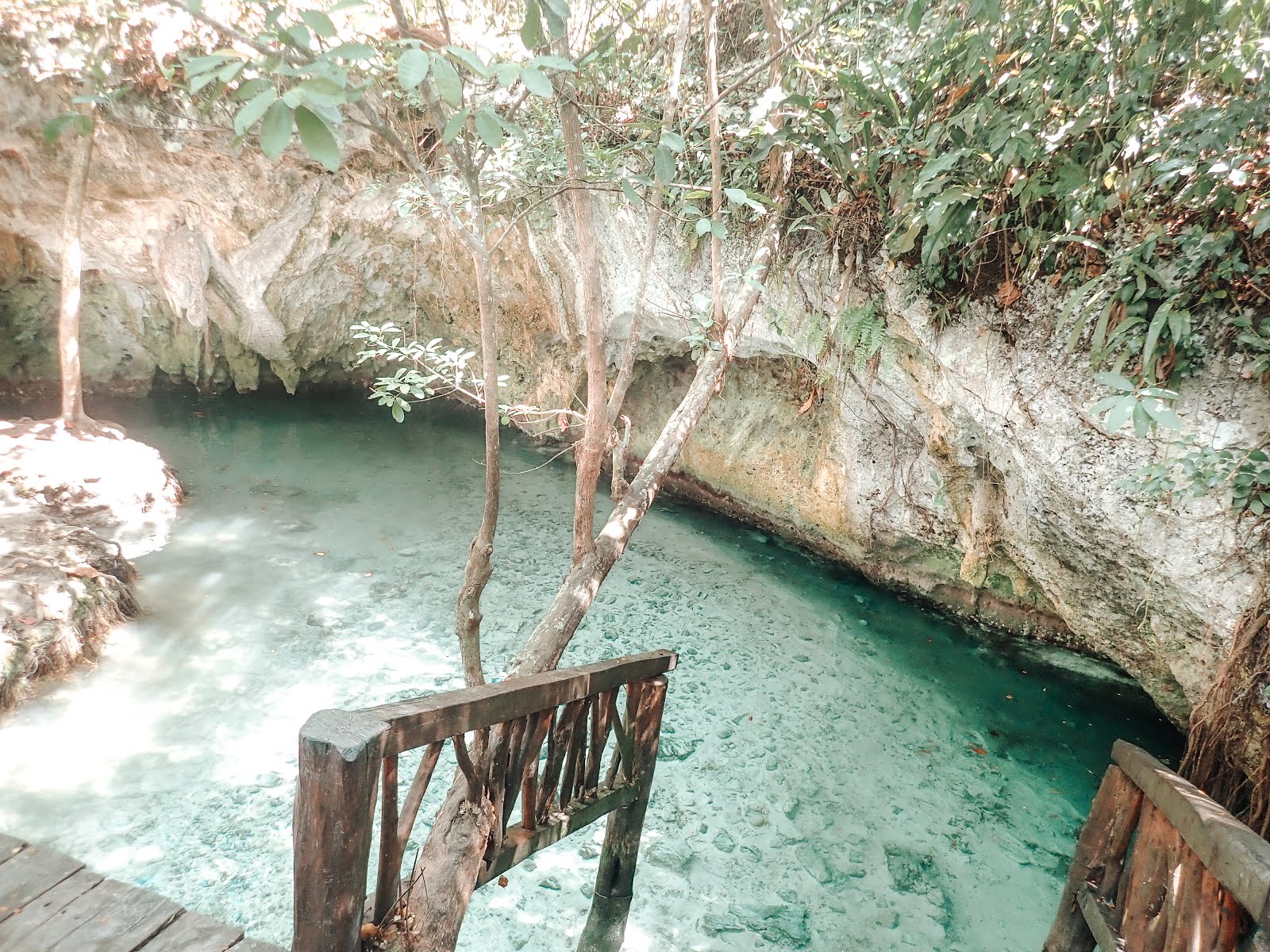 une rambarde en bois qui fait le lien entre un ponton et l'eau turquoise du gran cenote à tulum un arbre à pousser à travers cette rambarde et l'on voit au fond les pourtours en pierre du cenote