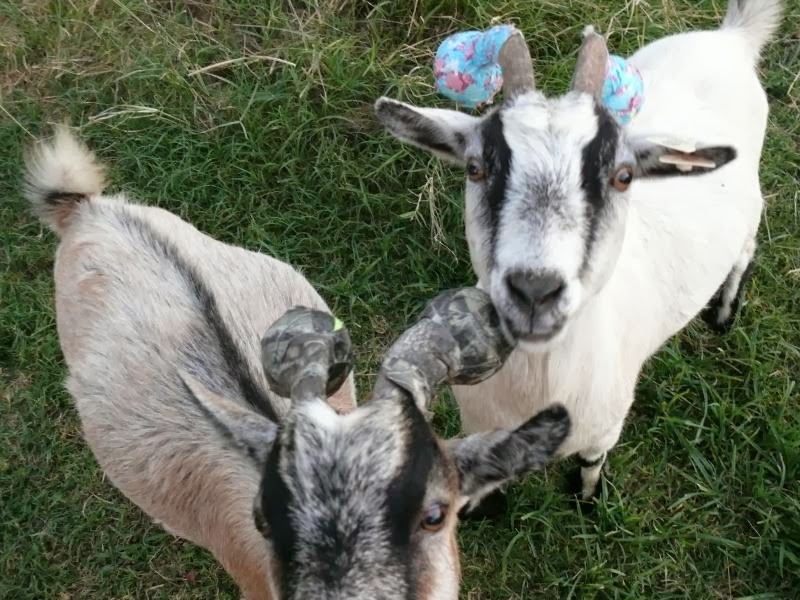 Mickey and Me Is that really goats with tennis balls and duct tape on