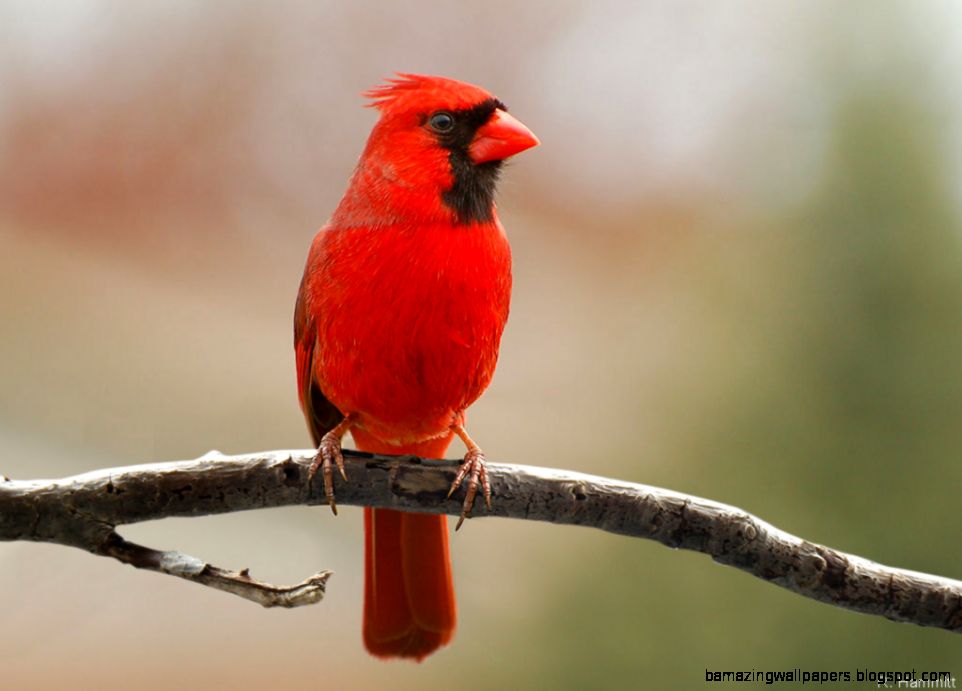Cardinal Bird | Amazing Wallpapers