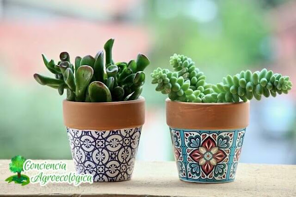 minijardines con plantas suculentas