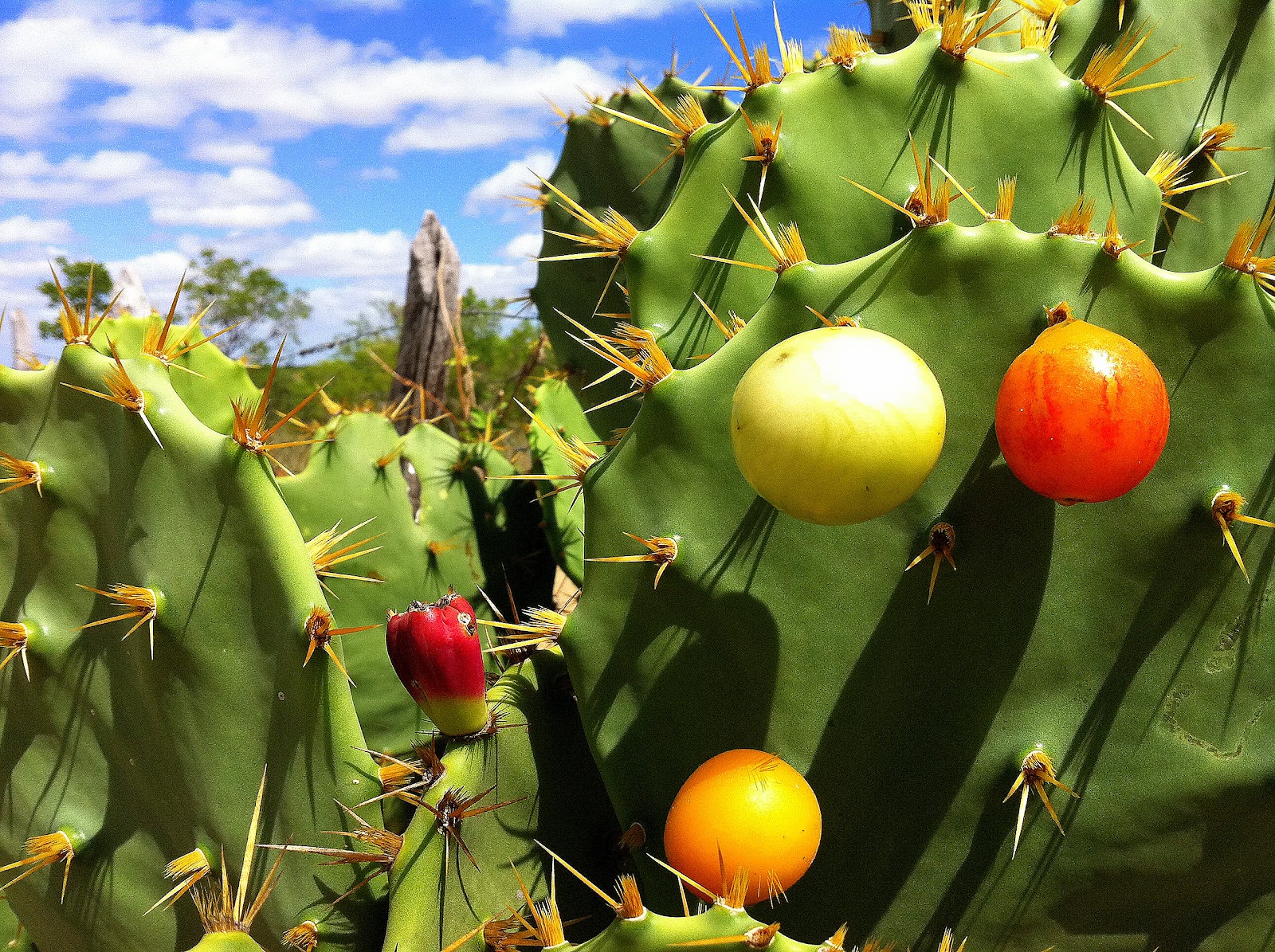 Qual é a fruta que é amiga de todos? - Charada e Resposta - Geniol